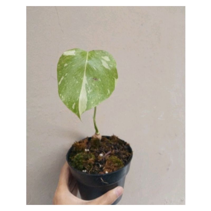 monstera thai Constellation monthai varigata variegata ekonomis