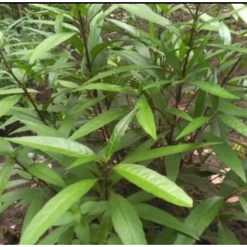 Tanaman herbal gandarusa