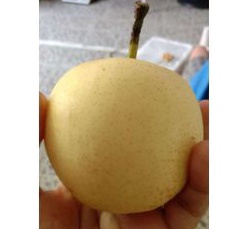 

pear Century 1kg