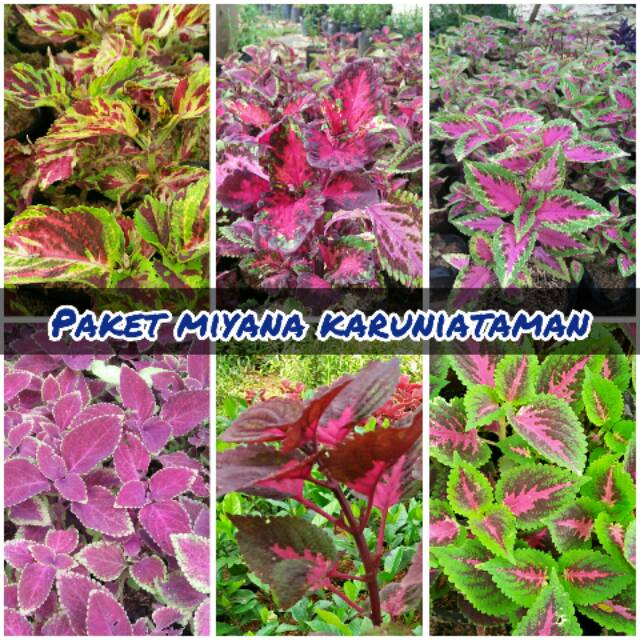 Tanaman Hias Miyana Paket 6 Jenis Pohon Shopee Indonesia