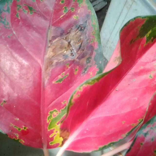  Aglaonema  aglonema suksom jaipong stang pendek  Shopee 