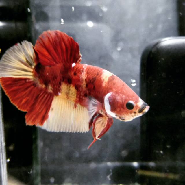 Ikan cupang giant koi