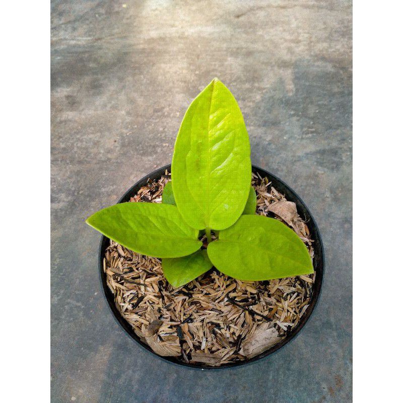 bunga jemani golden lemon