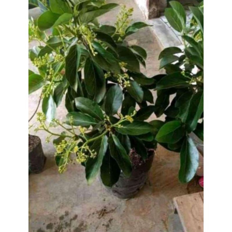 Bibit alpukat aligator, Miki, Subang/Kelud kondisi berbunga