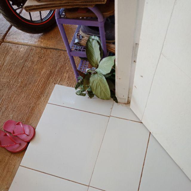 Paket 5 Tanaman Hias Calathea-kalatea