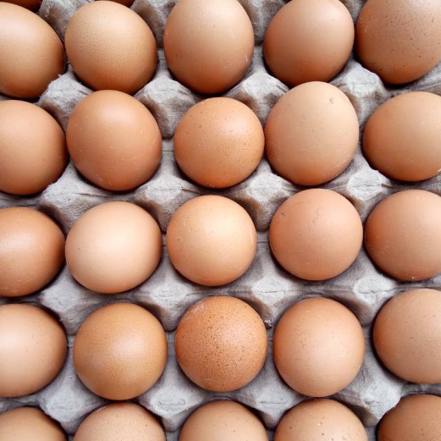 

Telur Ayam Negeri Fresh