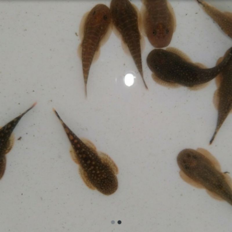 Borneo sucker / ikan hias / aquasqape