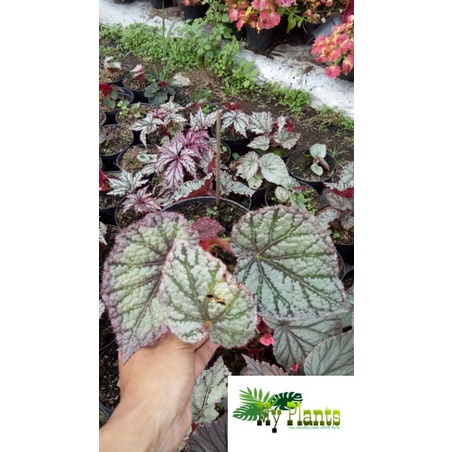 Tanaman Hias Bunga Begonia Silver Ice