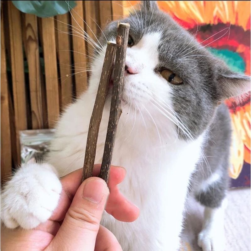 Catnip batang katnip import isi 2 snack natural stick watatabi kucing