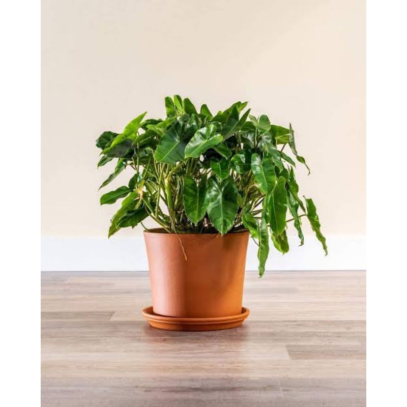 philodendron burle marx philo brekele mini gimbal