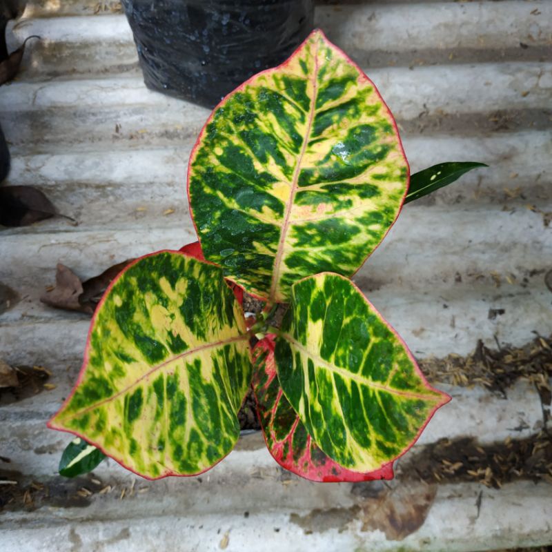 puring ayu Ting ting