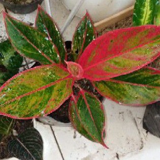 aglonema lipstik siam / pink aurora