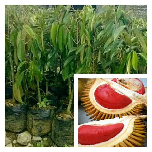 bibit durian merah banyuwangi