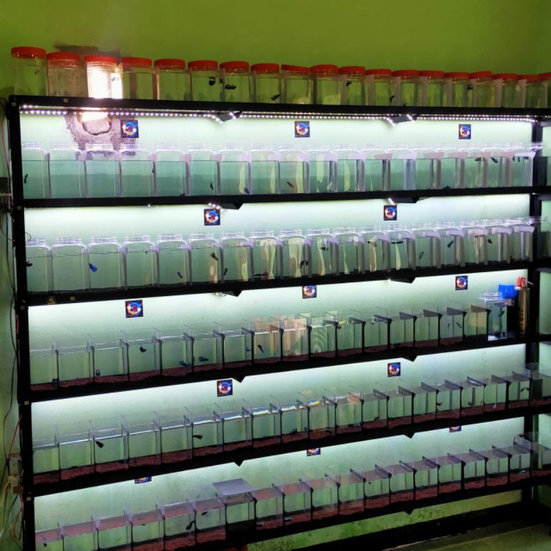 Rak ikan cupang 6 susun panjang 210