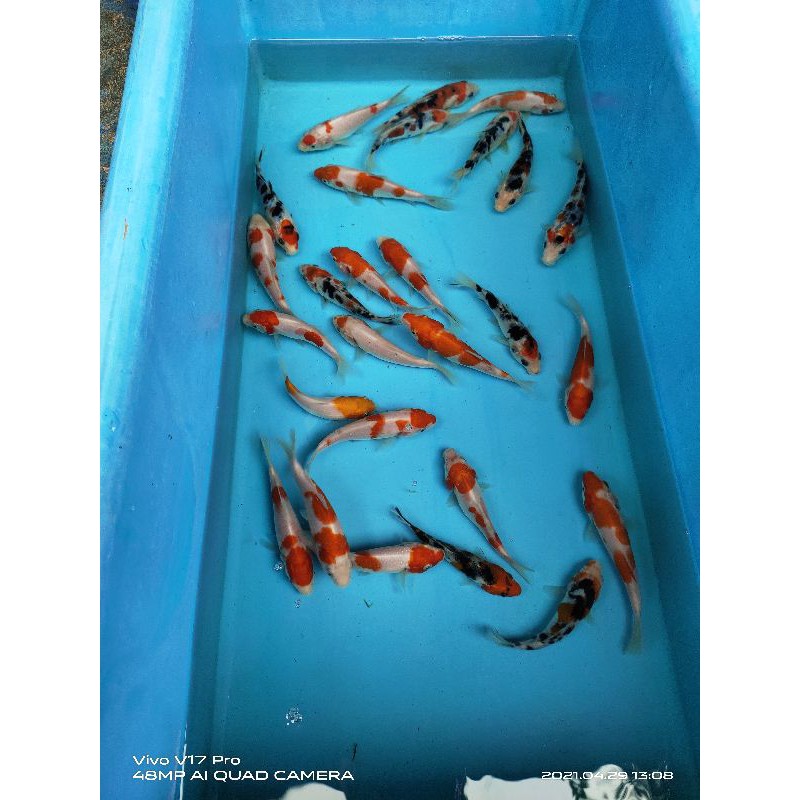 ikan Koi Grade A 7-10cm
