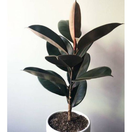 Promo Pohon karet kebo/pohon herbal karet kebo bugundy/karet kebo merah