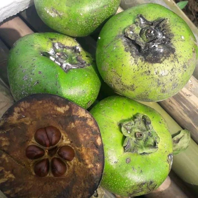 

biji black sapote / 20biji