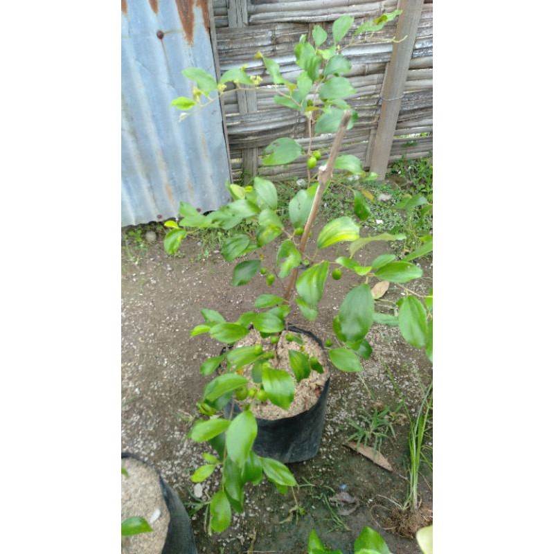 apel india/apel putsa/bidara india berbuah