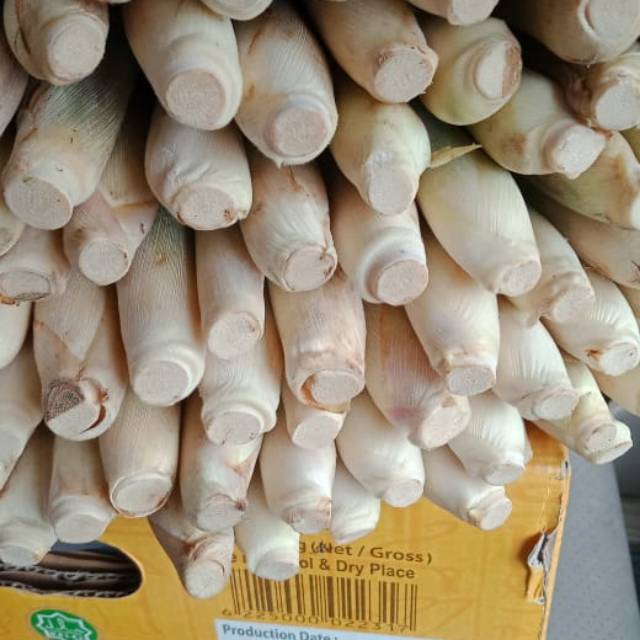 

Sereh jumbo
