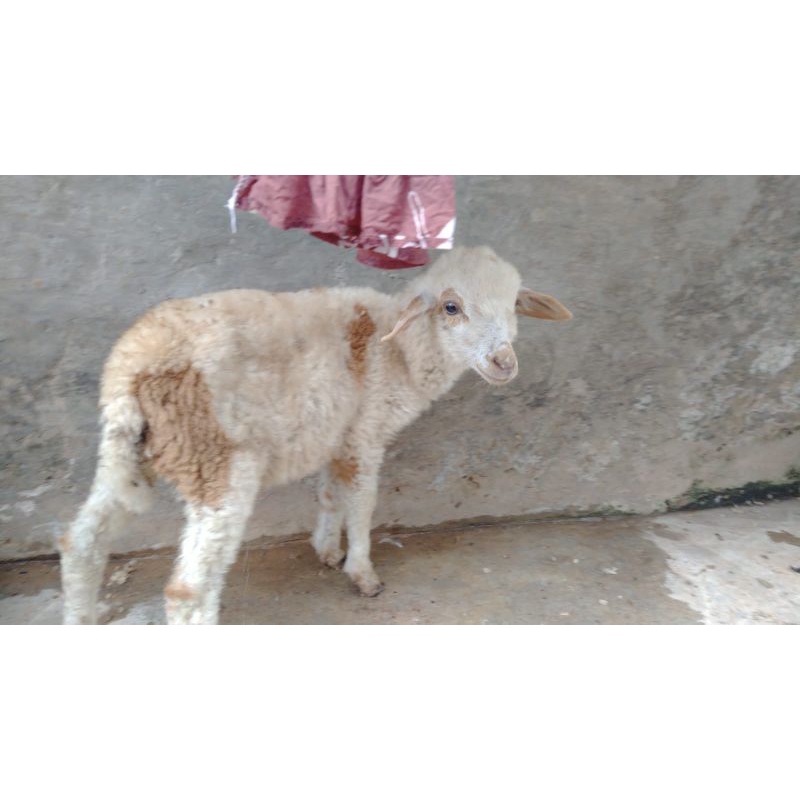 domba anakan jantan 700rb