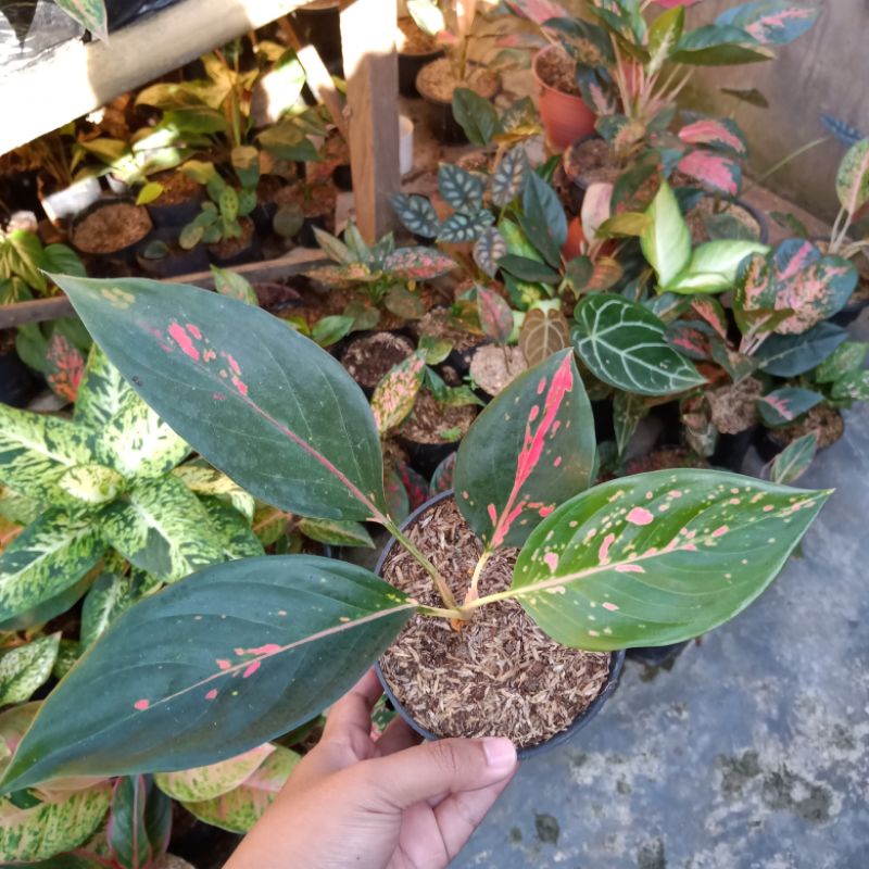 Bunga Aglonema Kocin Virgin/Kochin Virgin