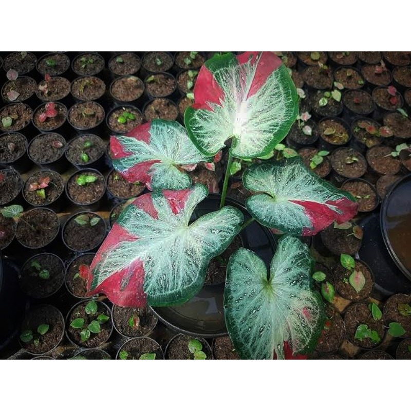Caladium Shycool / Keladi Tumpah Cat (Anakan)