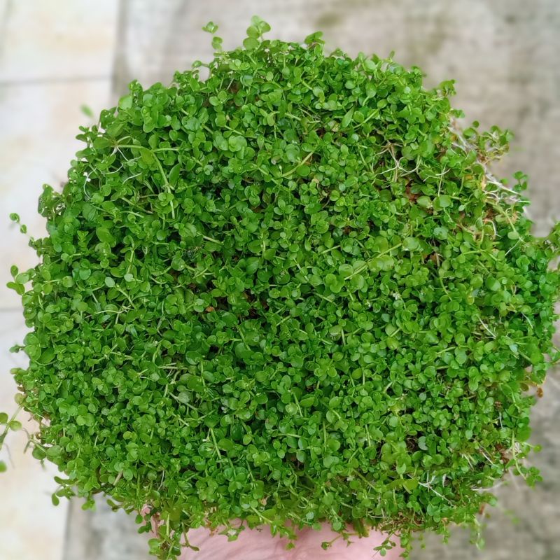 tanaman aquascape monte carlo carpet