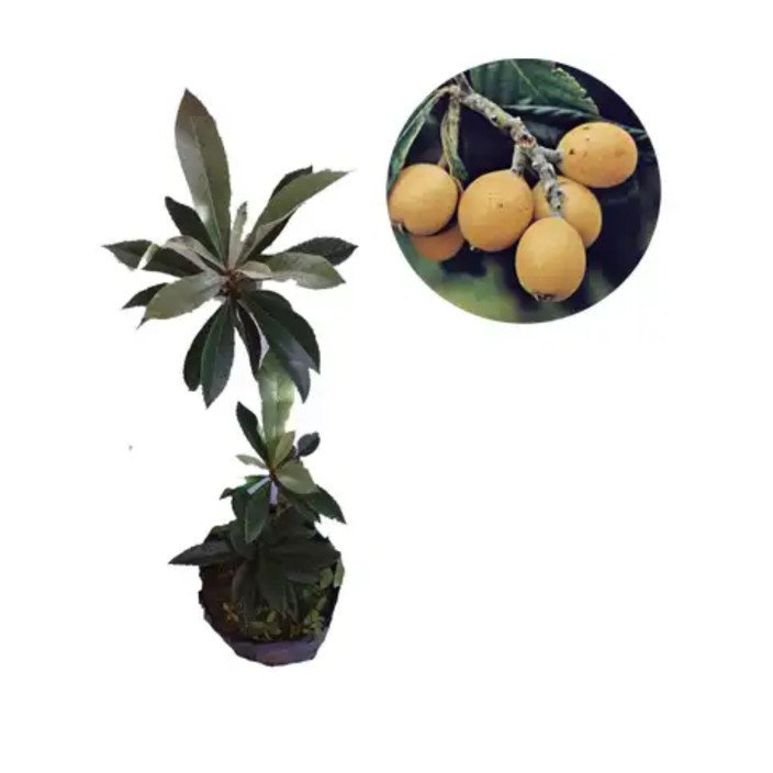 Bibit buah leci loquat/ leci biwa sudah berbunga