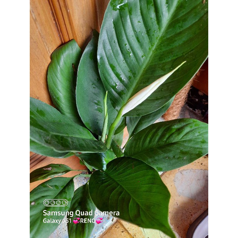 Tanaman hias bunga spathypilum piece lily bangkok