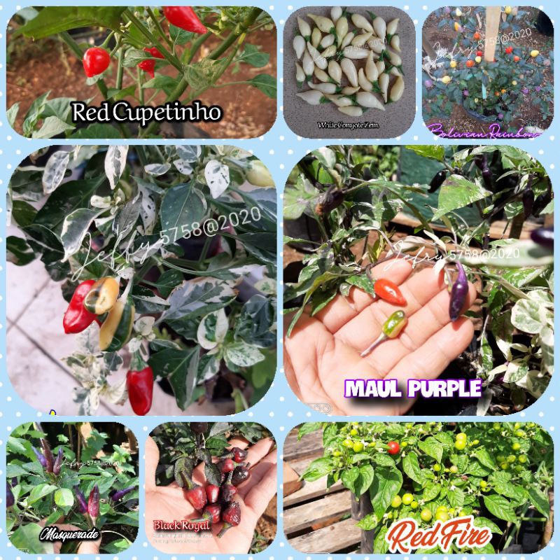 PAKET BENIH CABE HIAS (FLASH WEEKEND)