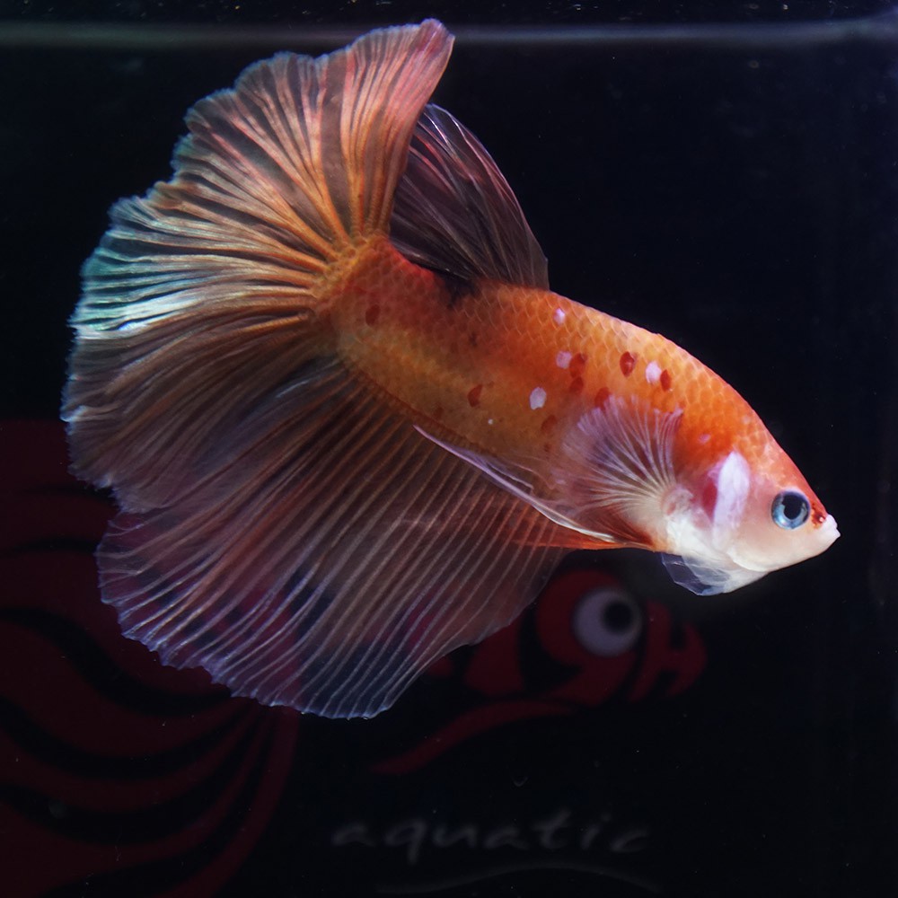 paket male HM nemo galaxy dan FCCP big tail kak fandy