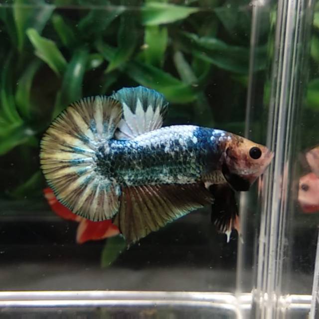 Ikan Cupang FCCP Green Army Star Tail