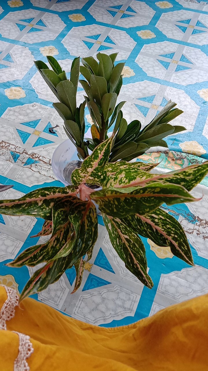 Adenium / Kamboja Jepang  Nomor 1-9 - Tanaman Hidup - Bibit Adenium Kamboja Jepang