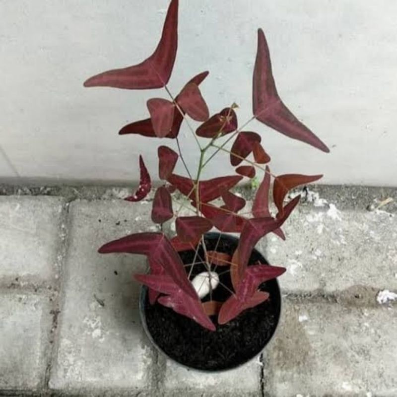 oxalis batik merah - oxalis red