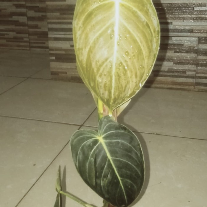 tanaman milano + pot   MURAH