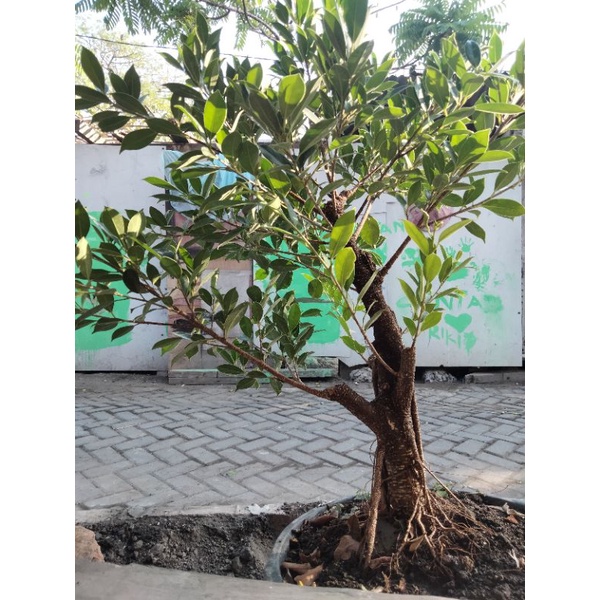 ficus kimeng