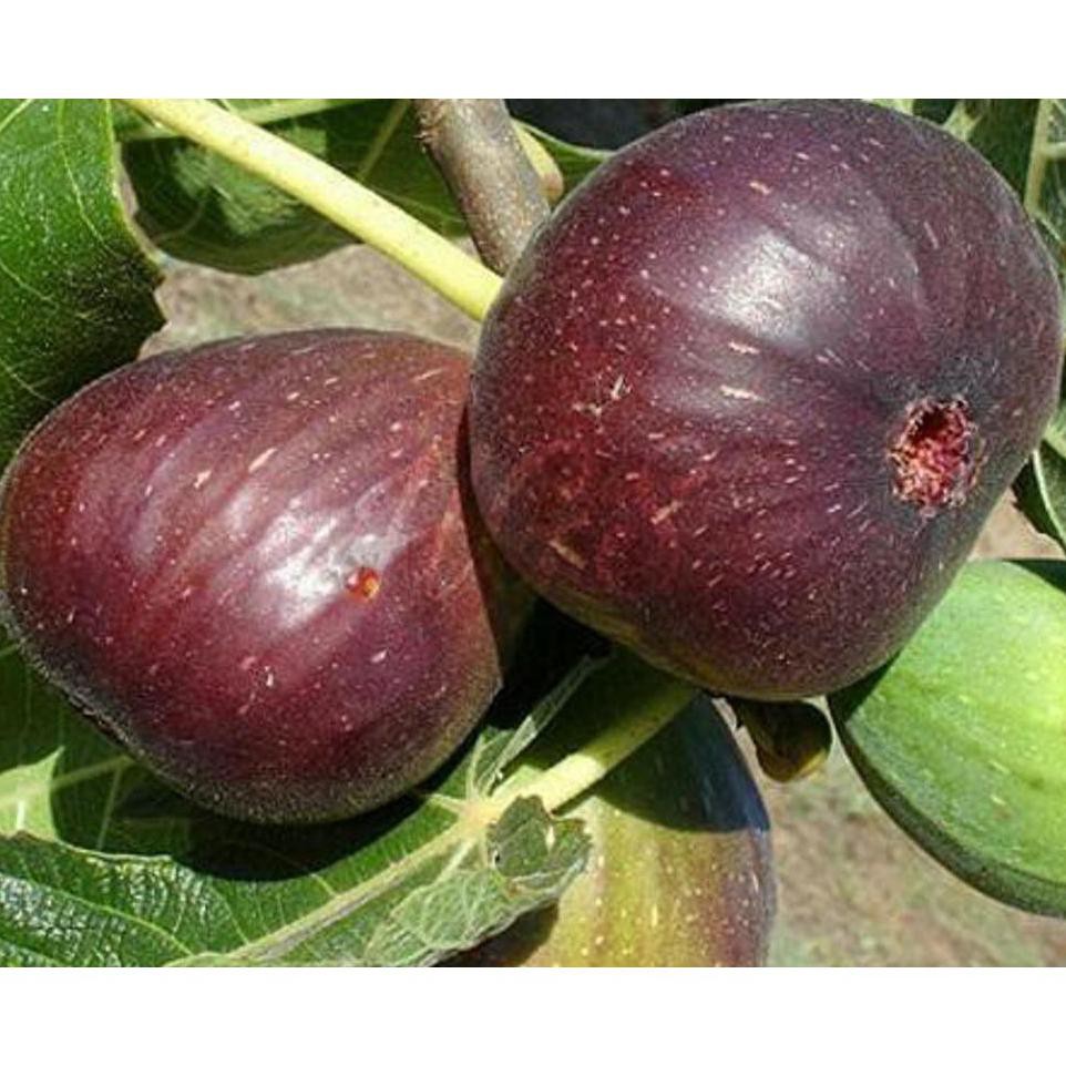 #_* Bibit Tanaman Buah Ara Tin Purple Jordan Asli kw+