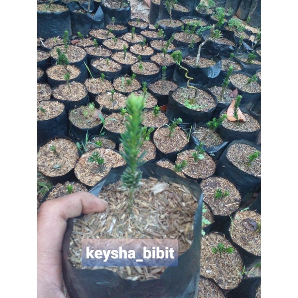 lohansung air brush/super micro ori