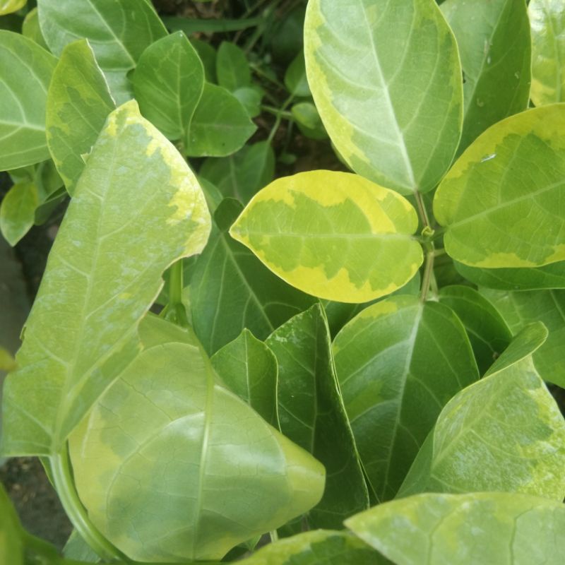 bibit bonsai sancang varigata