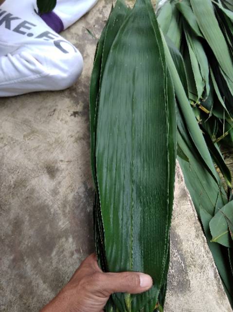 

RB22 DAUN BAMBU SEGAR PANJANG DAN LEBAR 300 Lembar