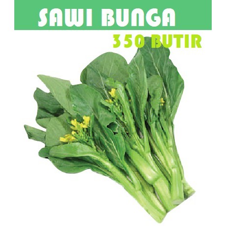 Bibit Benih Biji Pakchoy Pakchoi Green White Sawi Daging Bok choy Bokchoi Pokcoy Pokcay-Sawi Bunga 350 butir