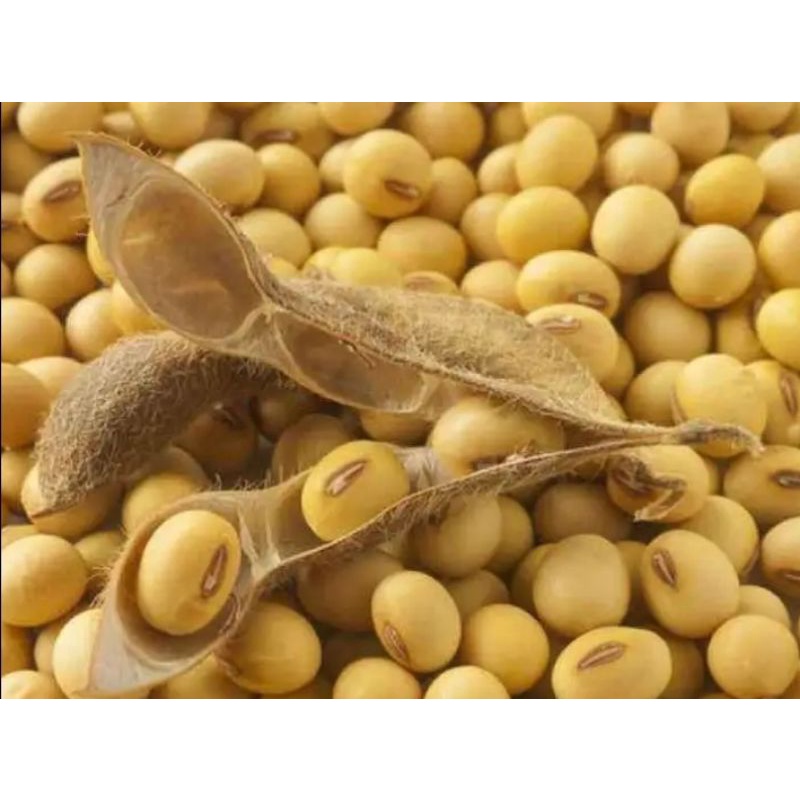 

KACANG KEDELAI 1 KG