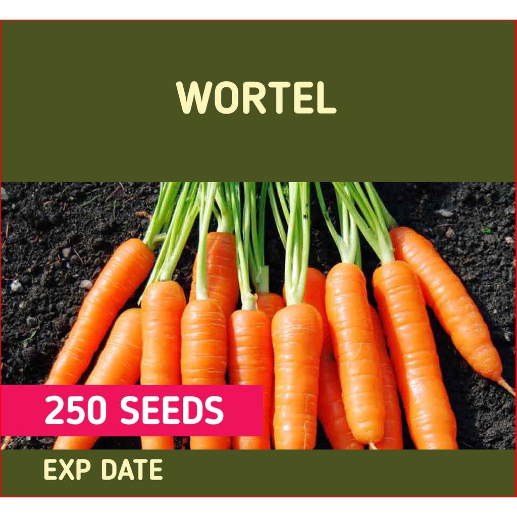 Repack Wortel Seed