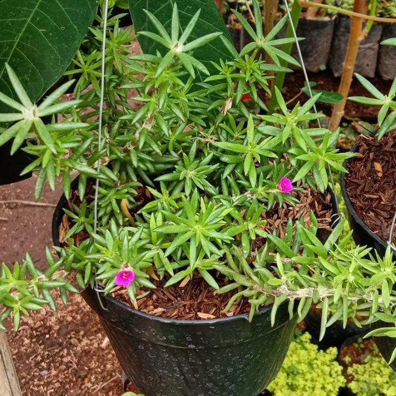 BUNGA GANTUNG KROKOT