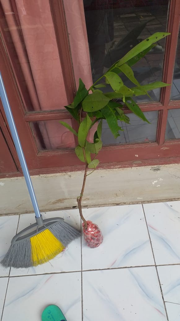 Kk” Bibit Jambu Air Kiojok Manis Cint