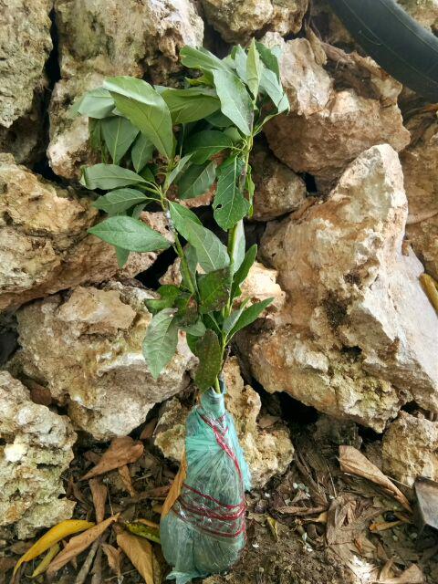 Termurah/ Paling Murah Pakettt 3batang Bibit Tanaman Buah Alpukat Lam Hass