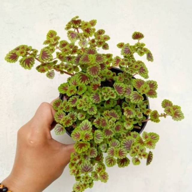 Tanaman hias miana mini - tanaman gantung - tanaman hias gantung