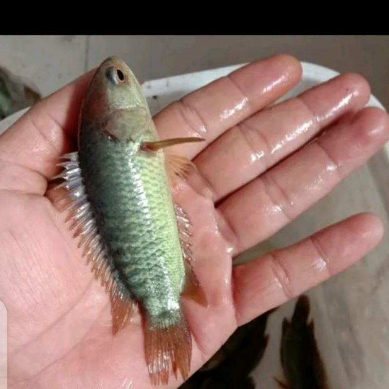 Ikan Betok Ikan Betik Ikan Papuyu Ikan Tentara 1 pck isi 20 ekor hidup