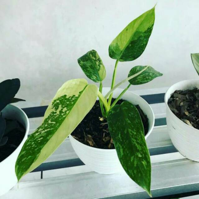 Philodendron Jose Buono Philodendron Imbe Variegata Philodendron Ilsemanii Shopee Indonesia