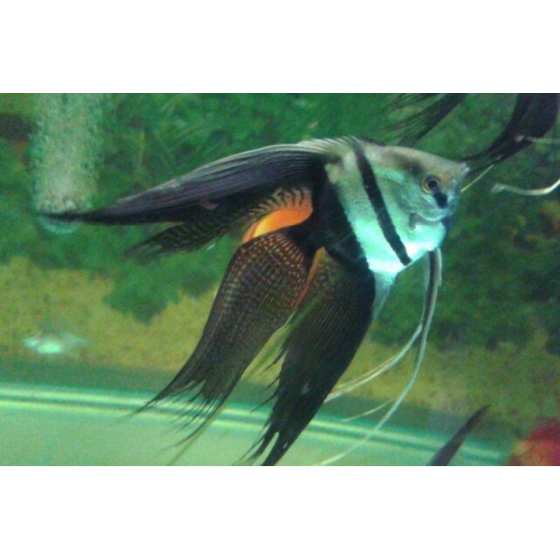 Ikan hias manfish bw slayer